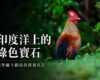 【生態旅遊講座】印度洋上的綠色寶石：斯里蘭卡觀鳥及生態之旅